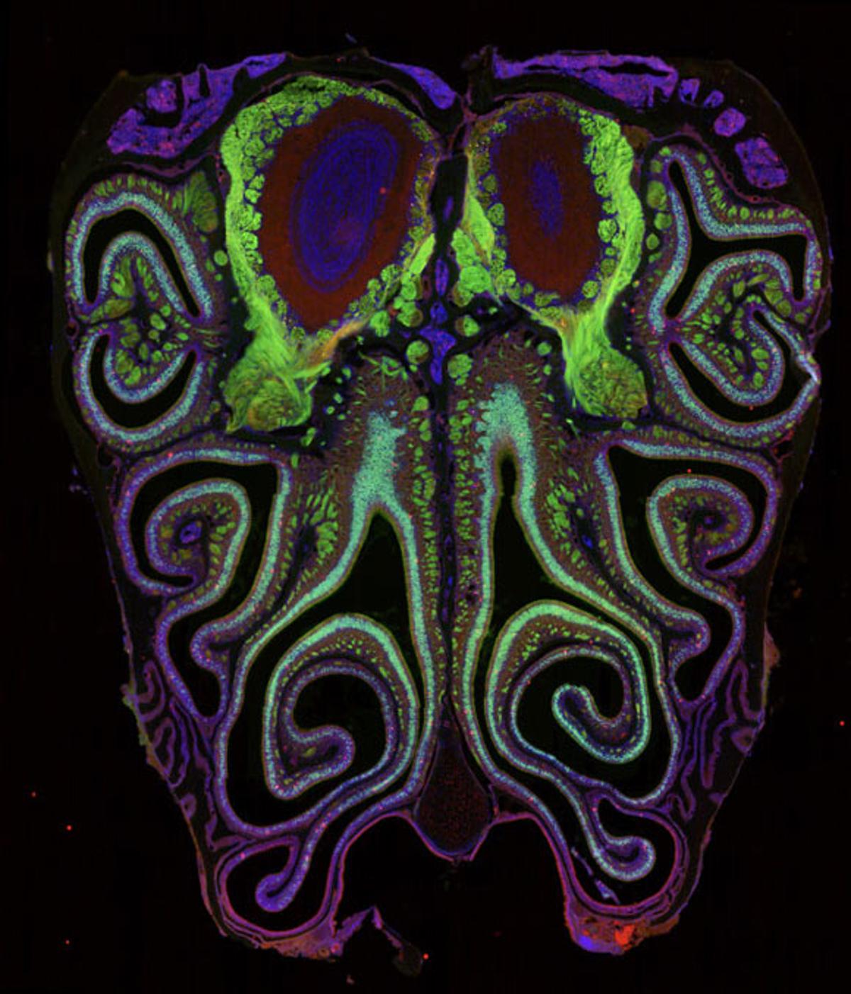Researchers Create Detailed Map of Smell Receptors in Mouse Nose