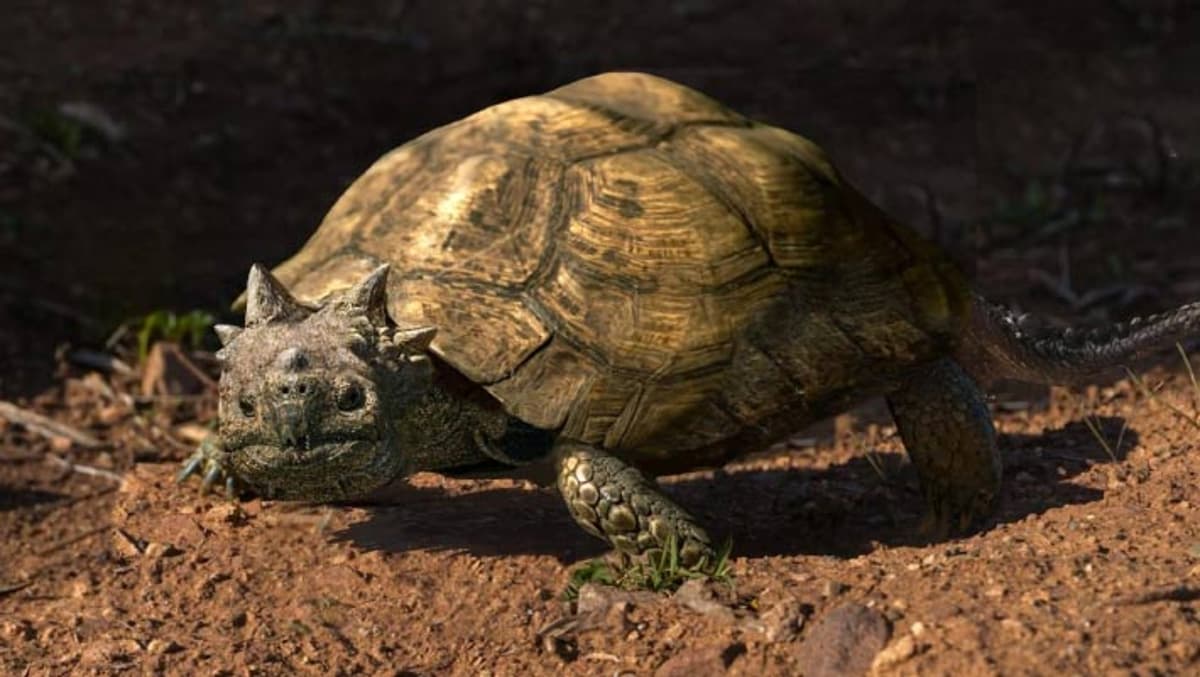 Fossil Discovery in Patagonia Reveals New Species of Horned Turtle