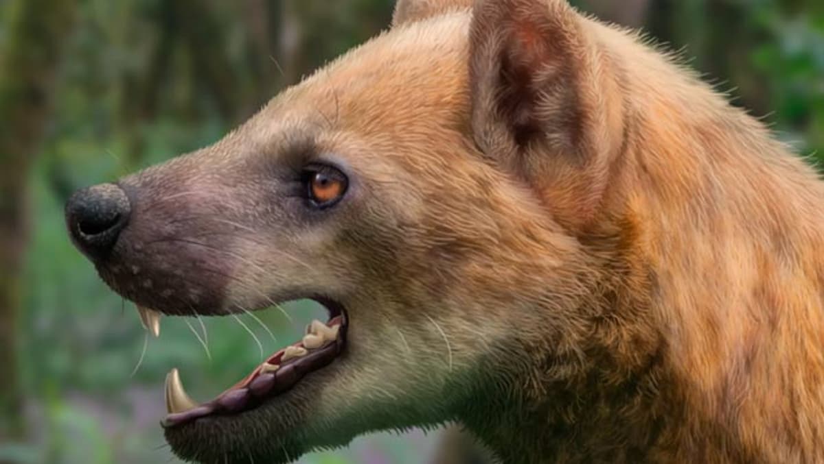 New Species of Ancient Bear-Dog Identified in Spain