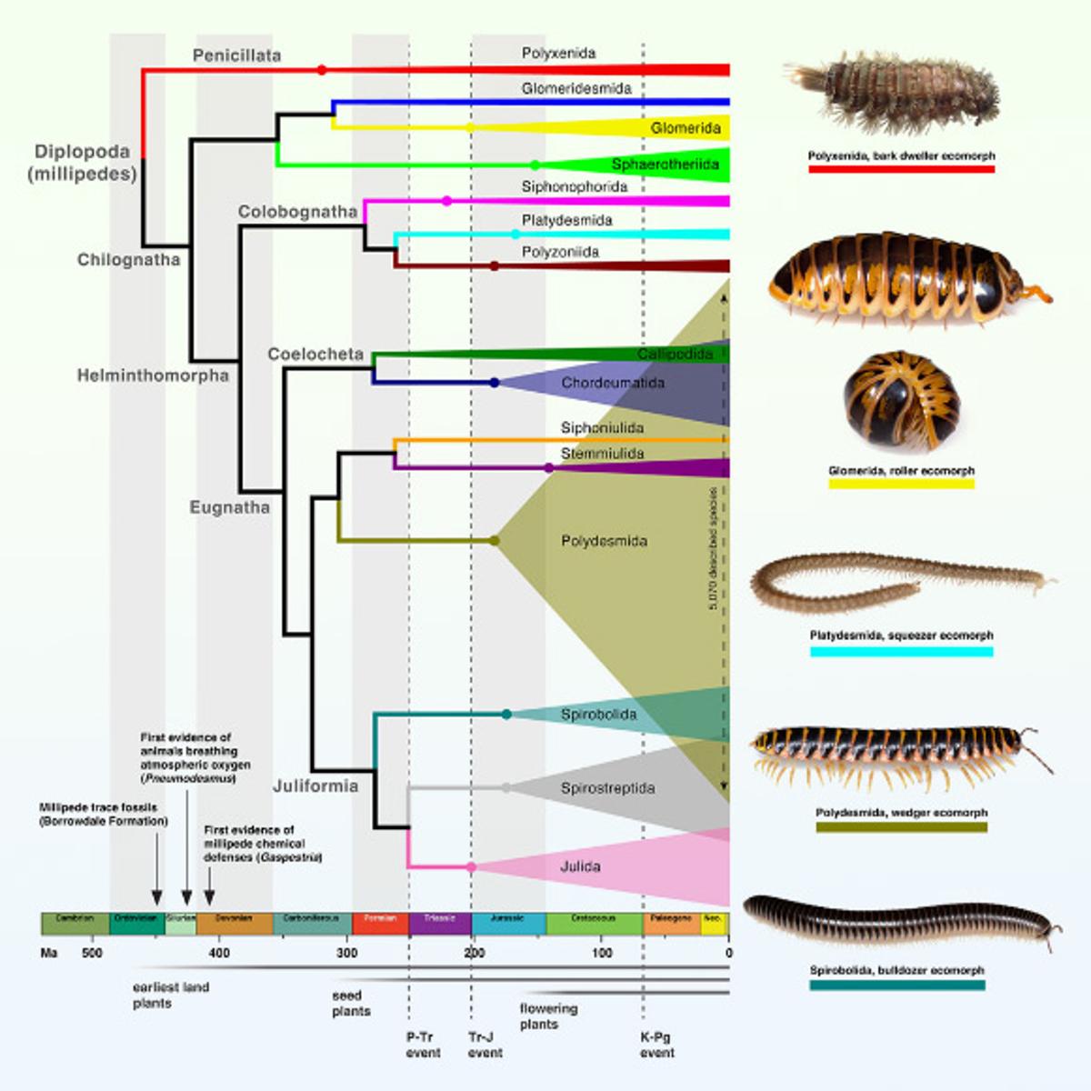 Entomologists Reconstruct Evolutionary History of Millipedes