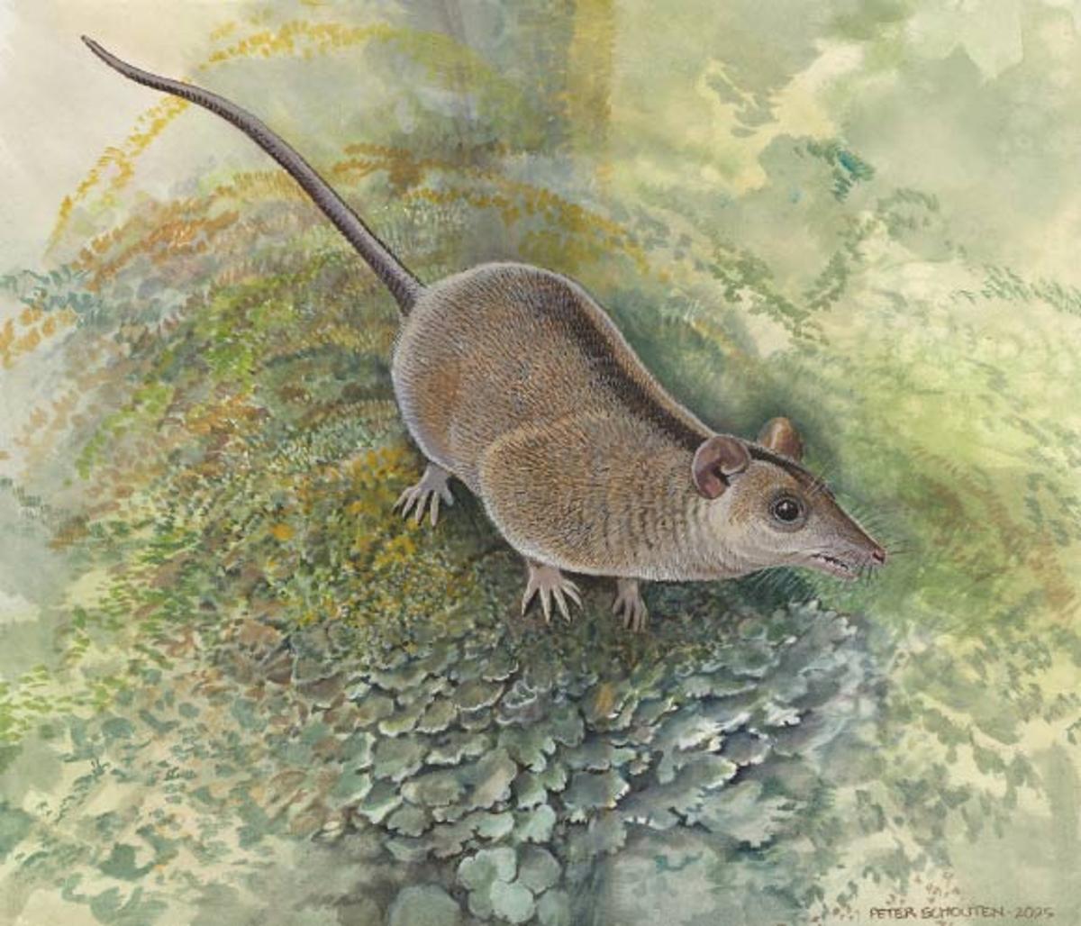 New Marsupial Lineage Emerges From Australian Fossils