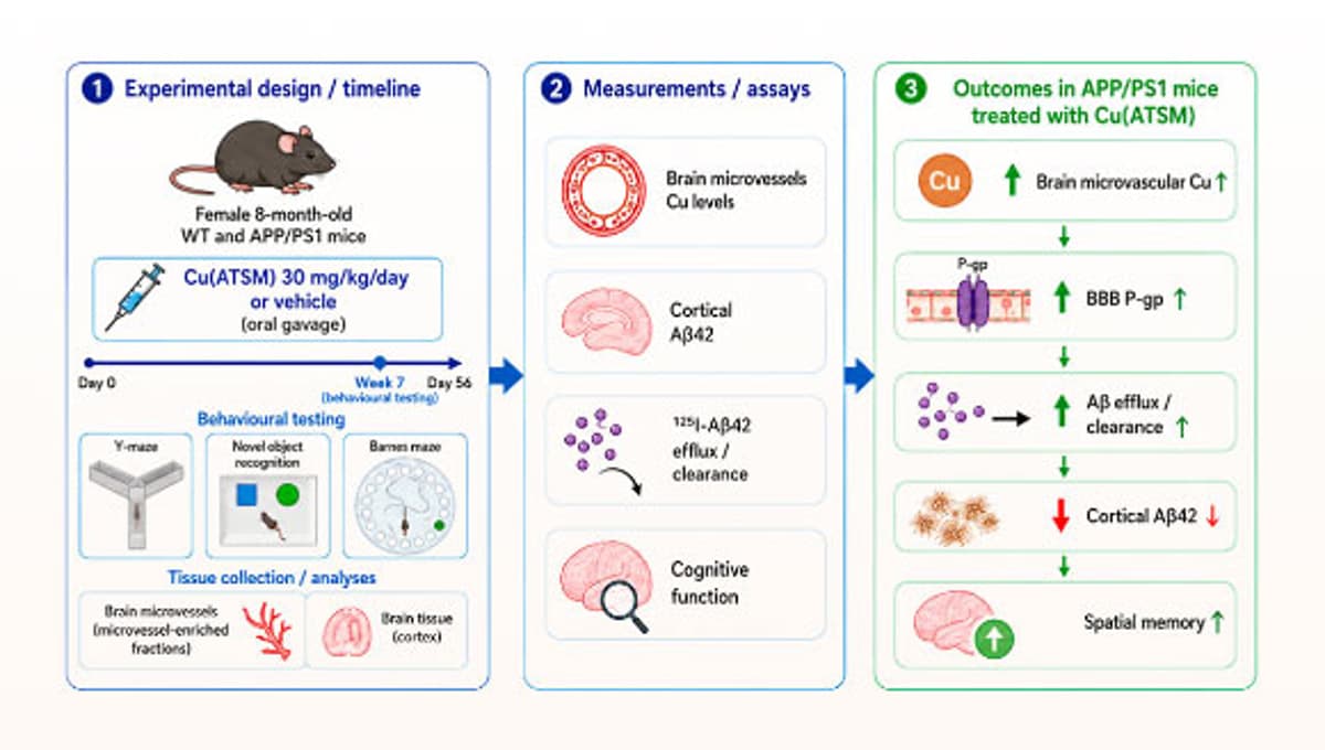 Experimental Copper-Based Drug Clears Alzheimer’s Plaques and Boosts Memory in Mice
