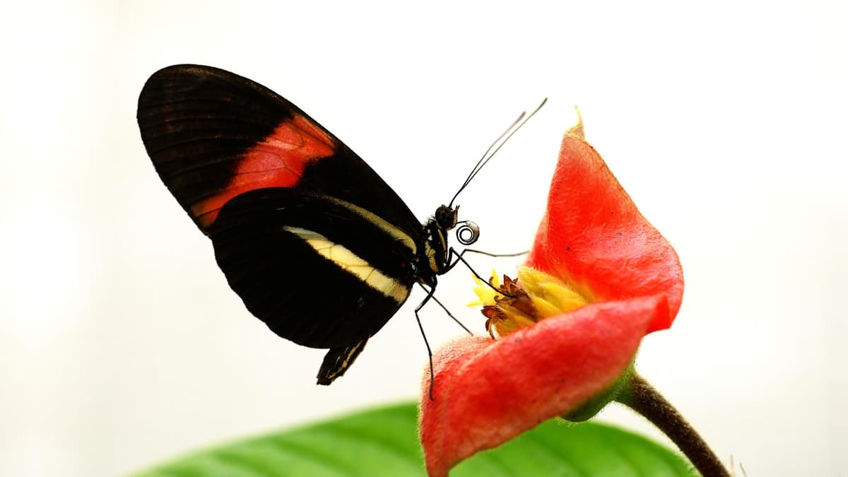 The Butterfly Longevity Diet