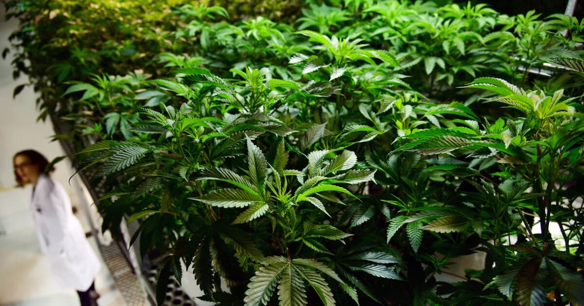 For Researchers, Trump's Easing Restrictions on Marijuana Signals a Budding Shift