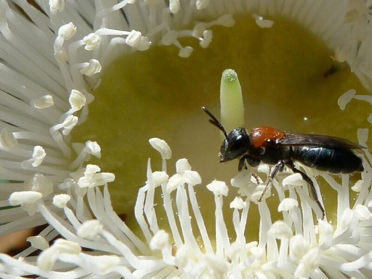 Underground Bees Could Be Better Armed for Global Warming