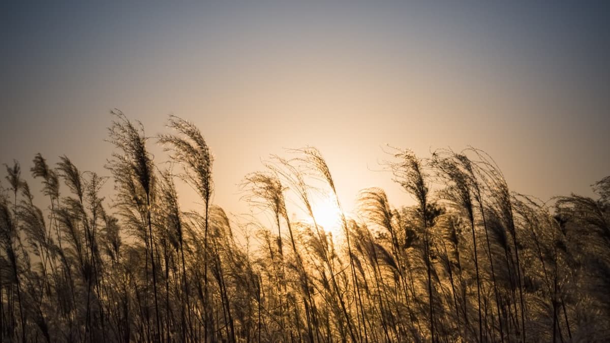 The Iran War Could Trigger a Global Fertilizer Shock