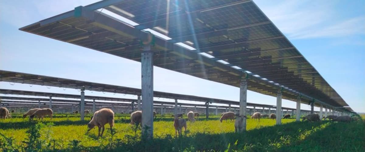 Romania About to Break Ground on Biggest Solar Farm in Europe
