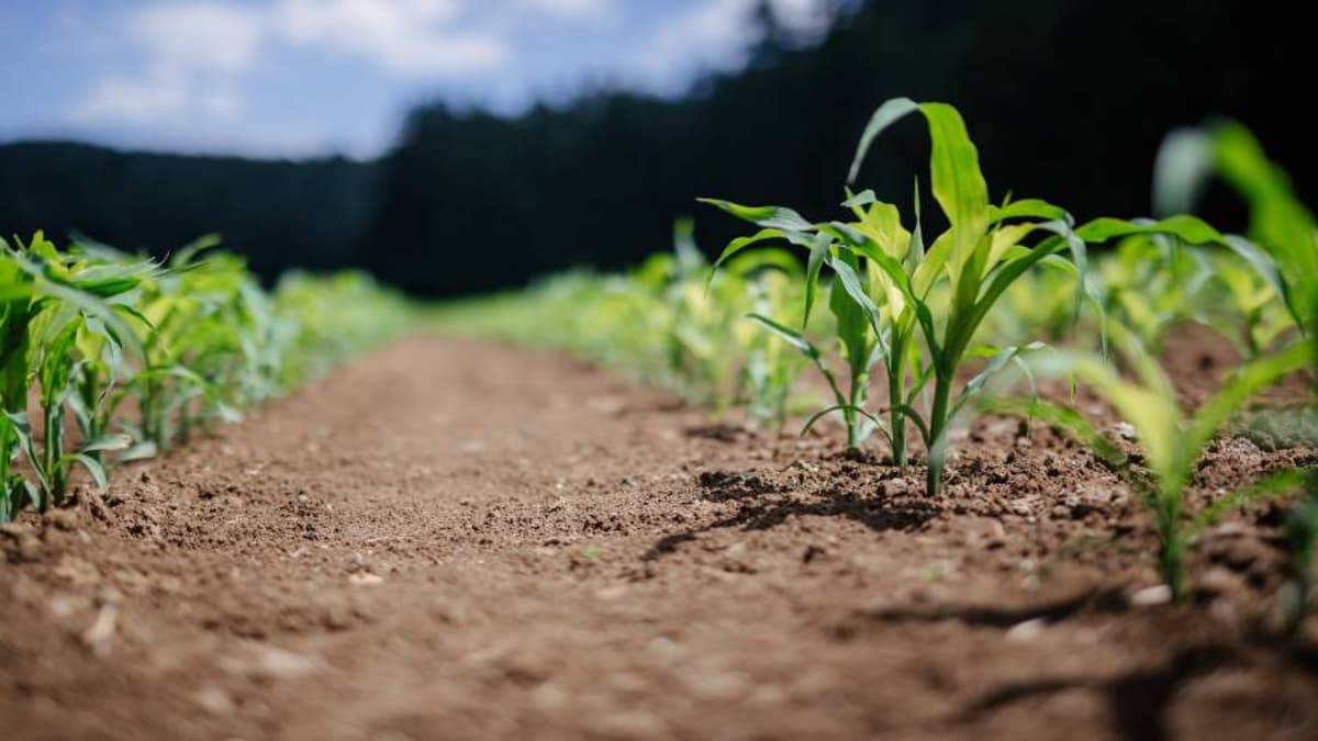 Satellite Data Moves Closer to Real-Time Farm Decisions
