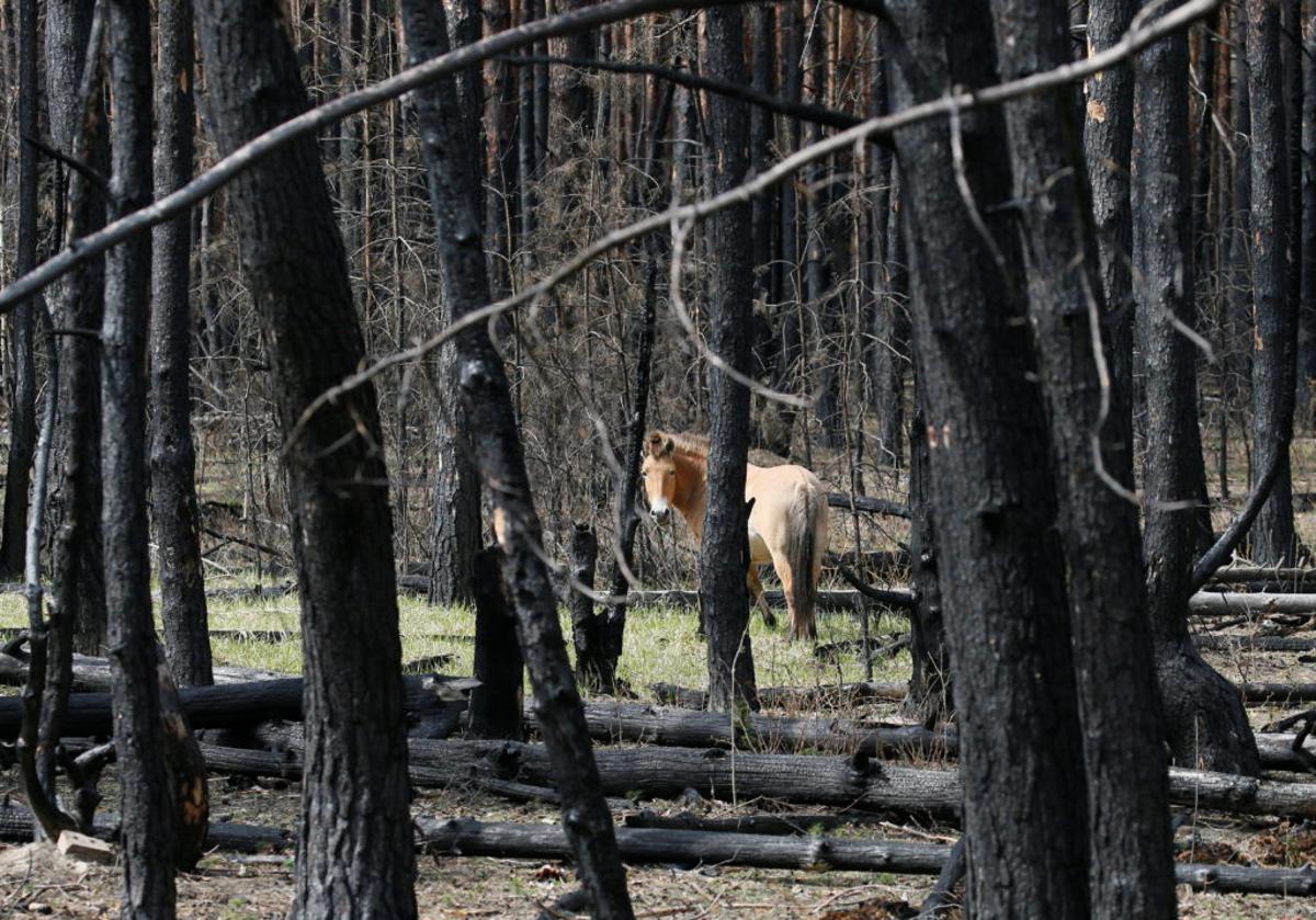Chernobyl Full of Life as Wildlife Reoccupies a Radioactive Landscape