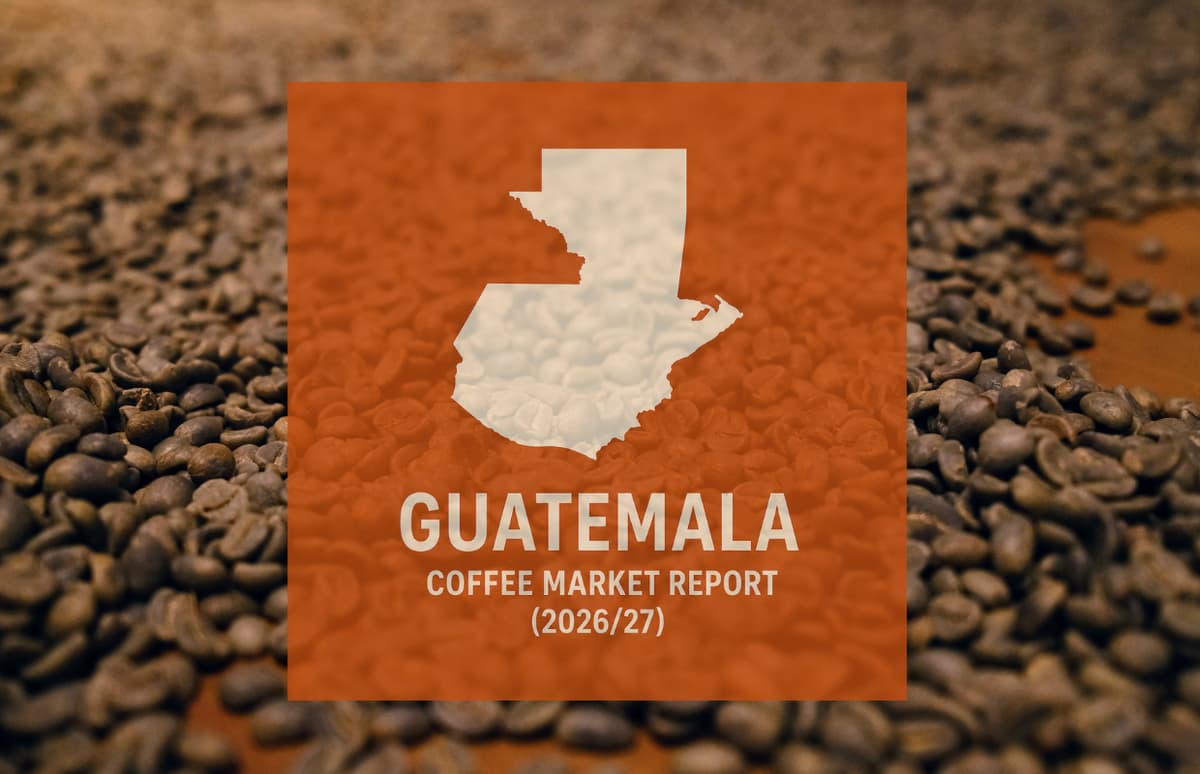 Guatemala Coffee Report: Production Up as Arabica Plantings Mature