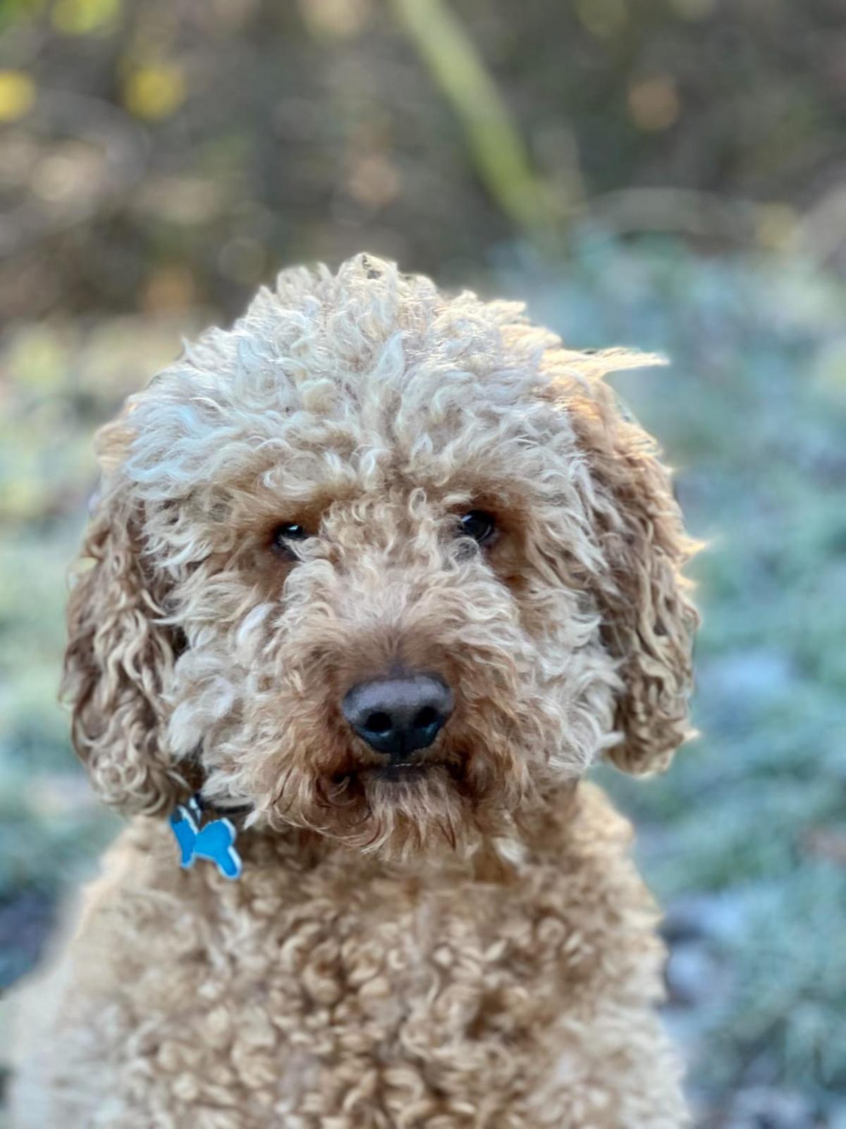 Why Mini Bernedoodles Can Be Great Companions for Children with Autism