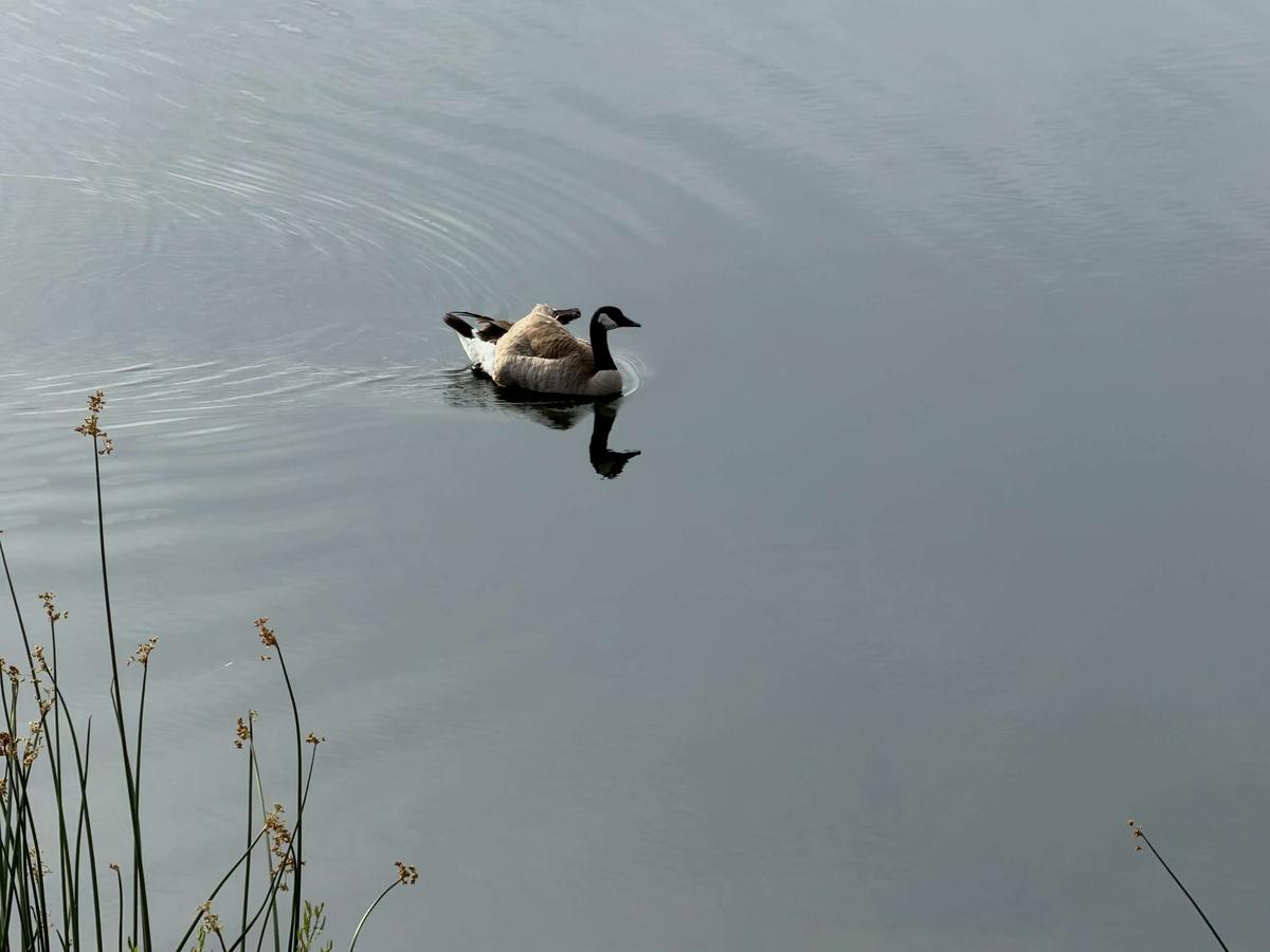 Openness Energy Awake