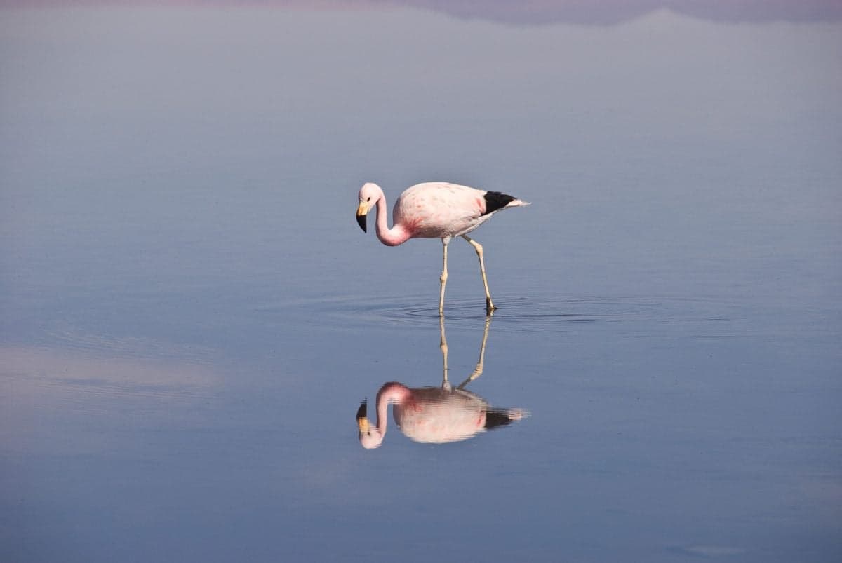 Chile’s Salt Flats and the Lithium Race neither China nor the US Wants to Lose