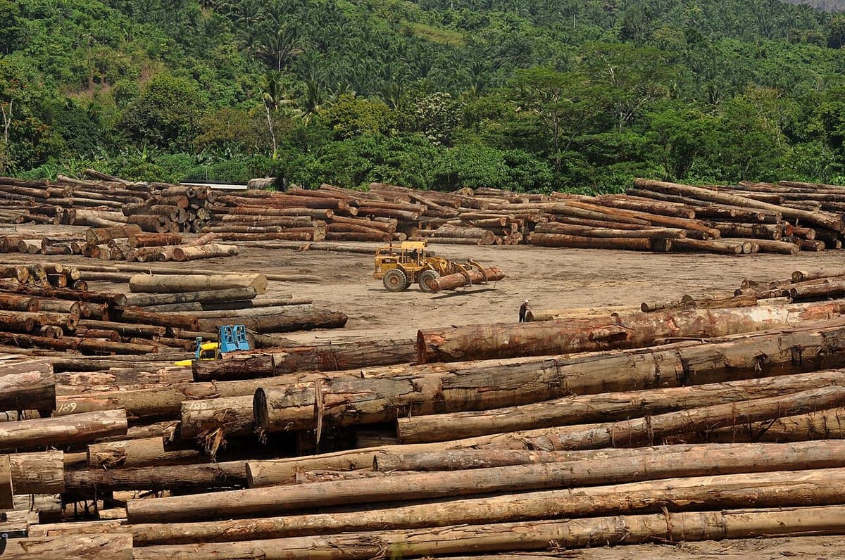 Malaysian Youths File Climate Lawsuit Against Government for Failure to Act on Deforestation