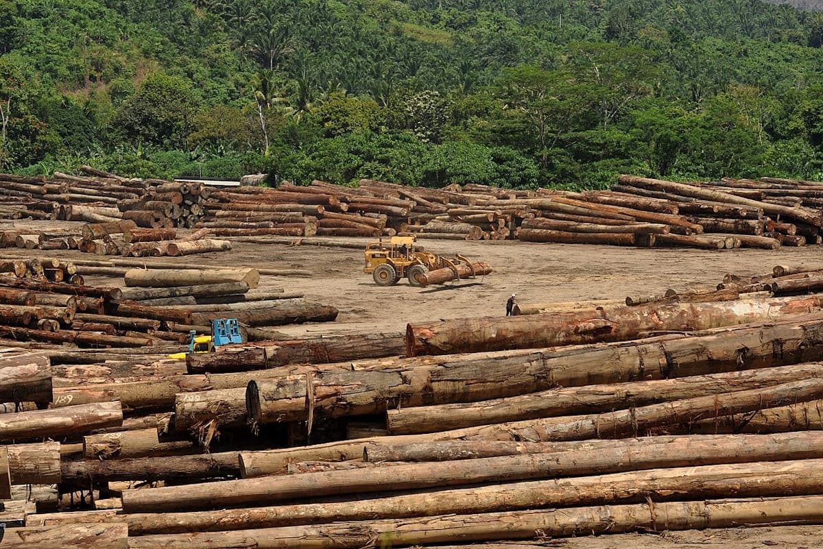 Malaysian Youths File Climate Lawsuit Against Government for Failure to Act on Deforestation