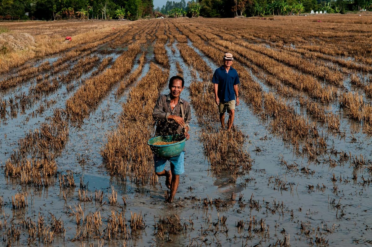 The World’s Great Deltas Are Sinking, Threatening Global Food Supplies