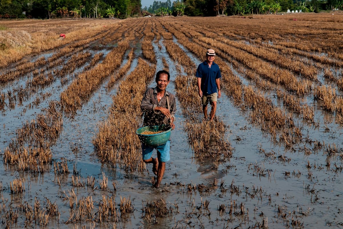 The World’s Great Deltas Are Sinking, Threatening Global Food Supplies