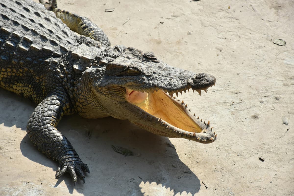 Indonesia’s Crocodile Attacks Rise as Wetlands Are Cleared for Mining, Oil Palm