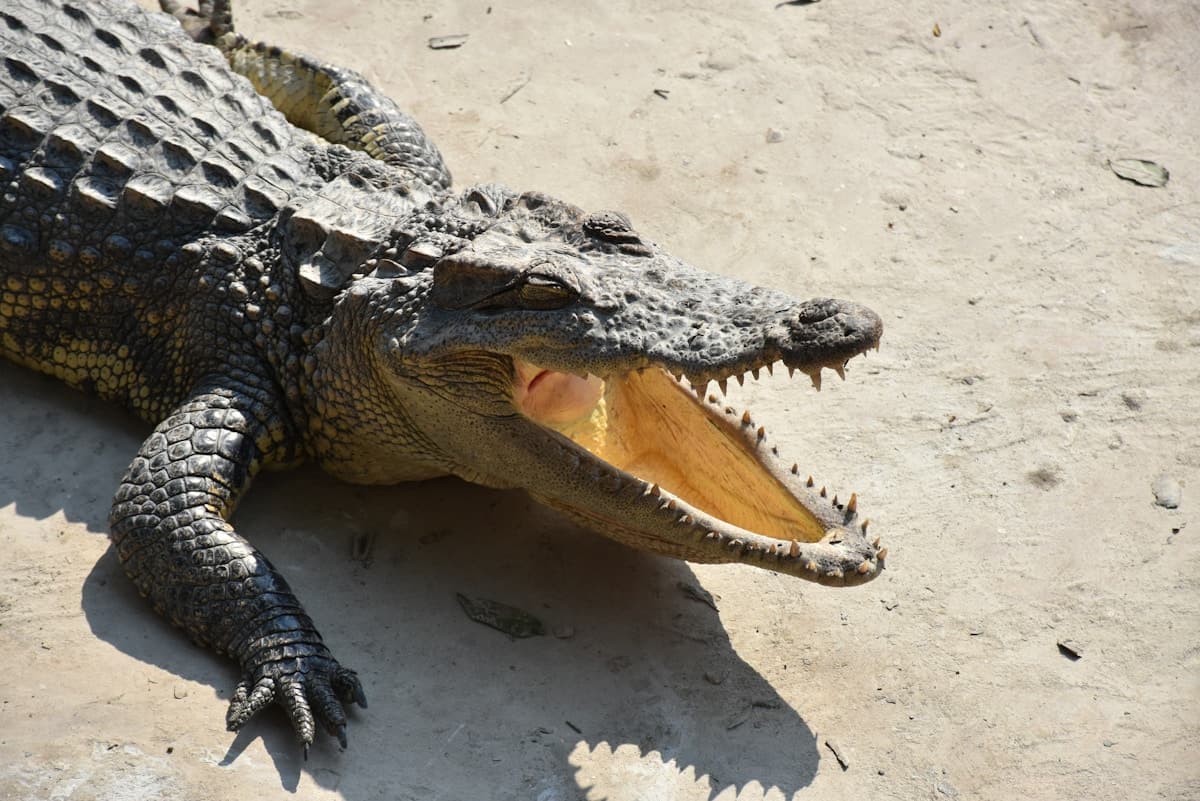 Indonesia’s Crocodile Attacks Rise as Wetlands Are Cleared for Mining, Oil Palm