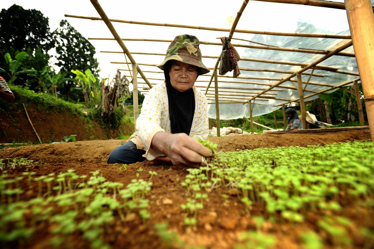 Are Southeast Asia’s Organic Farmers More Resilient to Fertiliser Price Spikes?