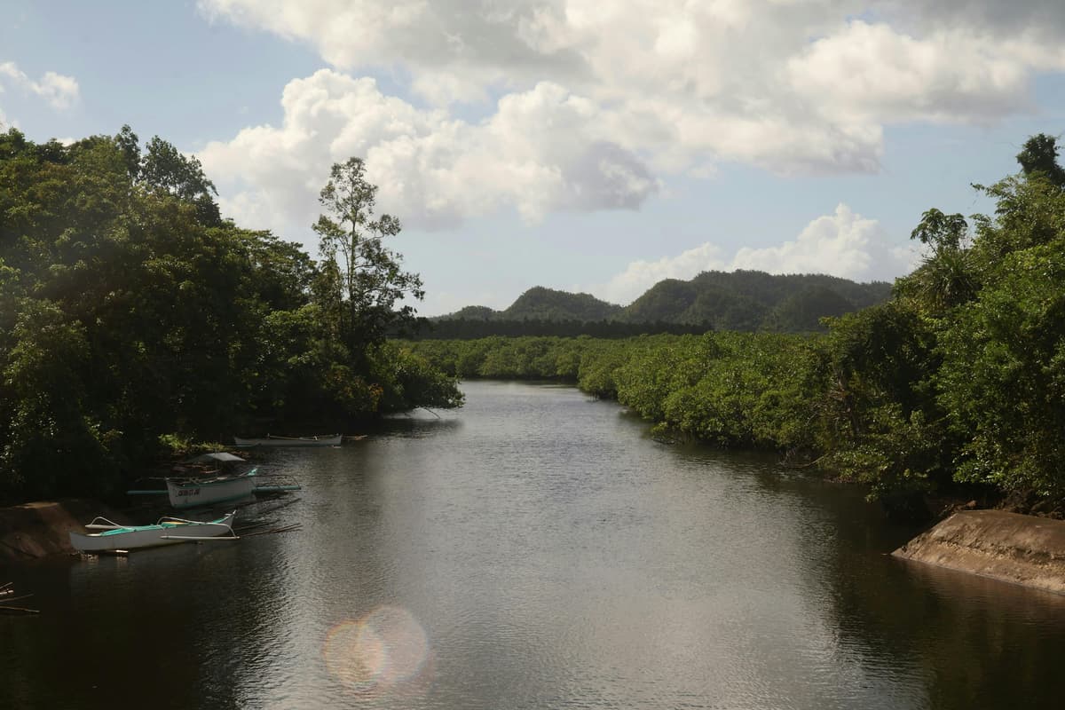 ICVCM Approves Another Carbon Credit Standard, Mangrove Restoration Rules as High Integrity