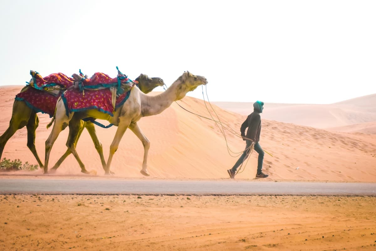Protesters March 700 Kilometres to Save Sacred Groves From Solar Development
