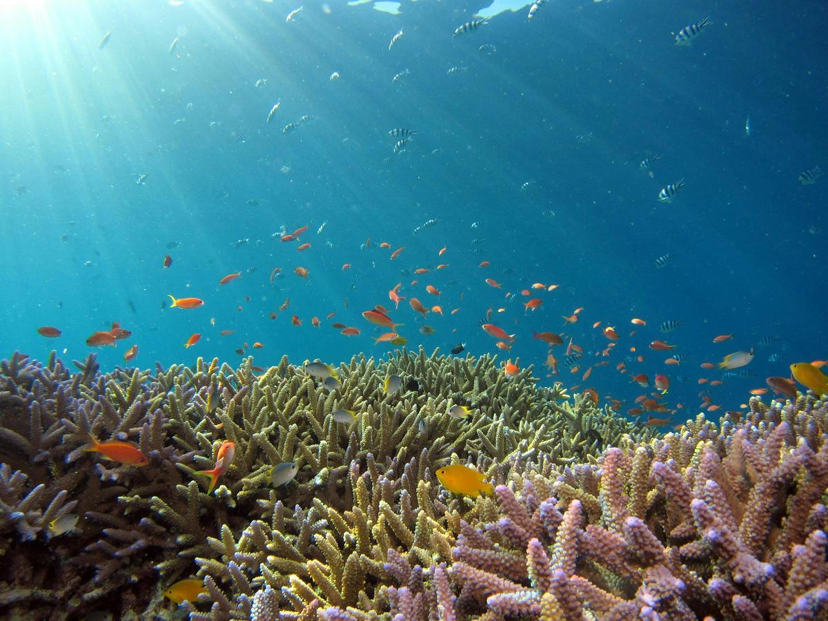 Japan Warns Okinawa LNG Plant Could Harm Coral Reefs, Raises Risk of Future Shutdown