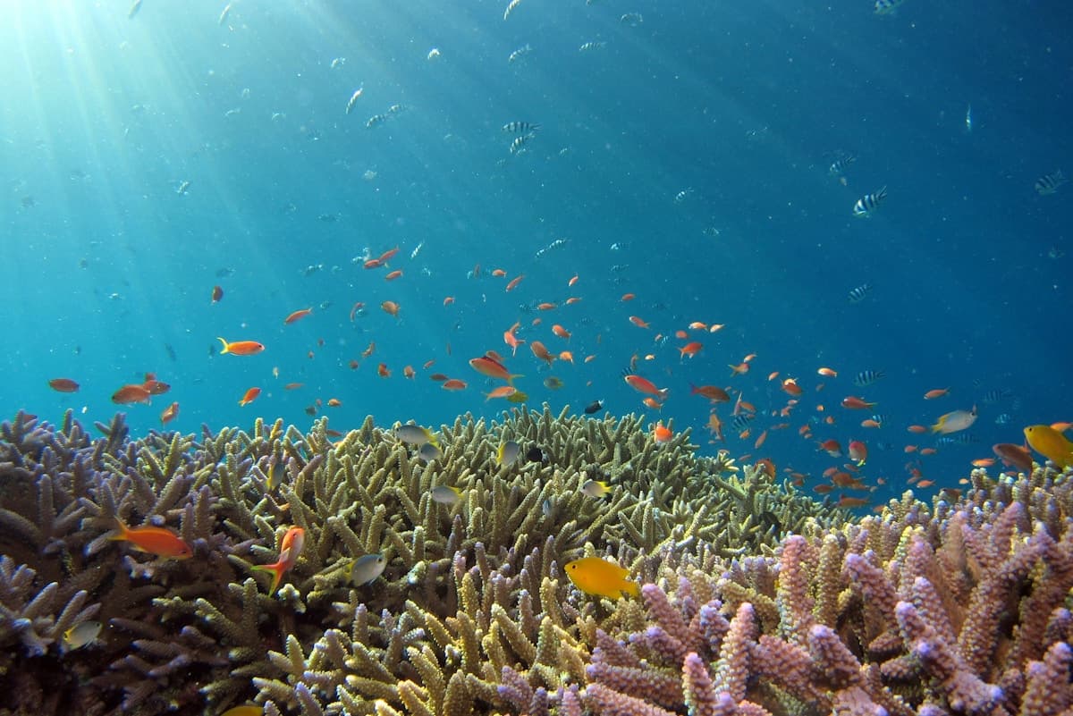 Japan Warns Okinawa LNG Plant Could Harm Coral Reefs, Raises Risk of Future Shutdown