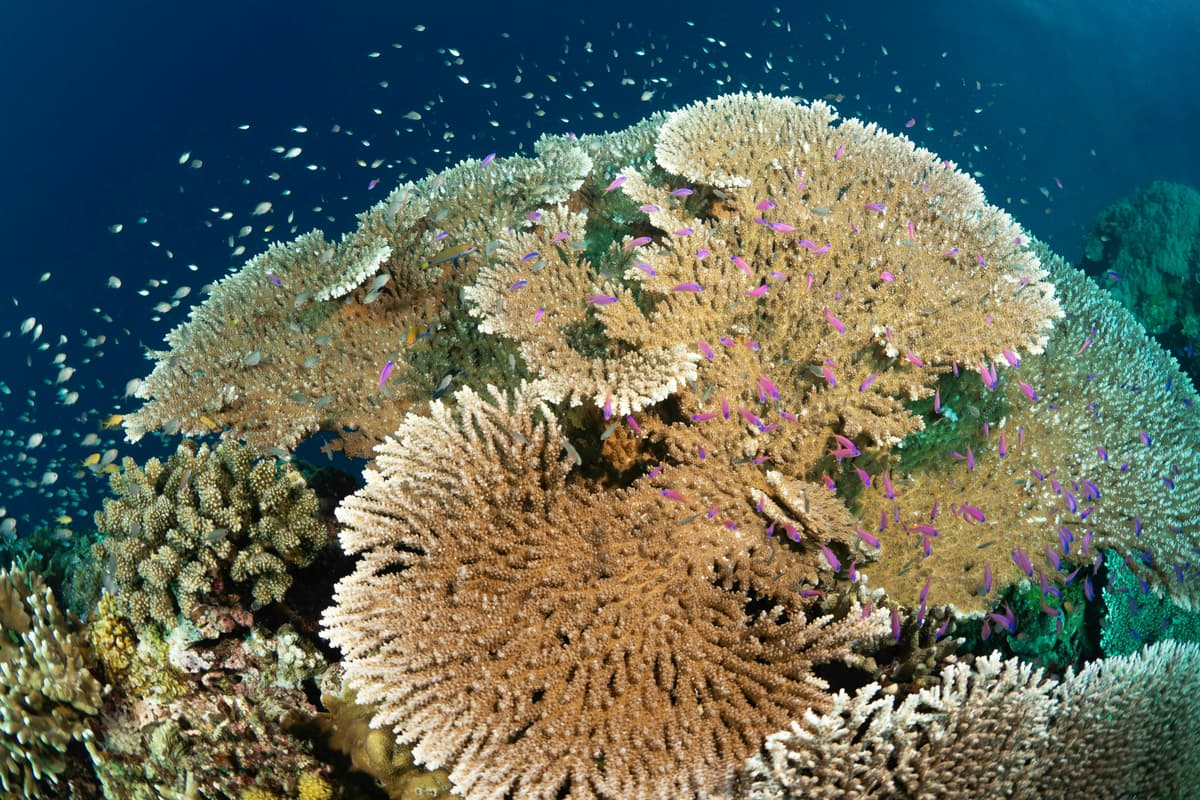 Underground Pollution Is Threatening the Philippines’ Corals