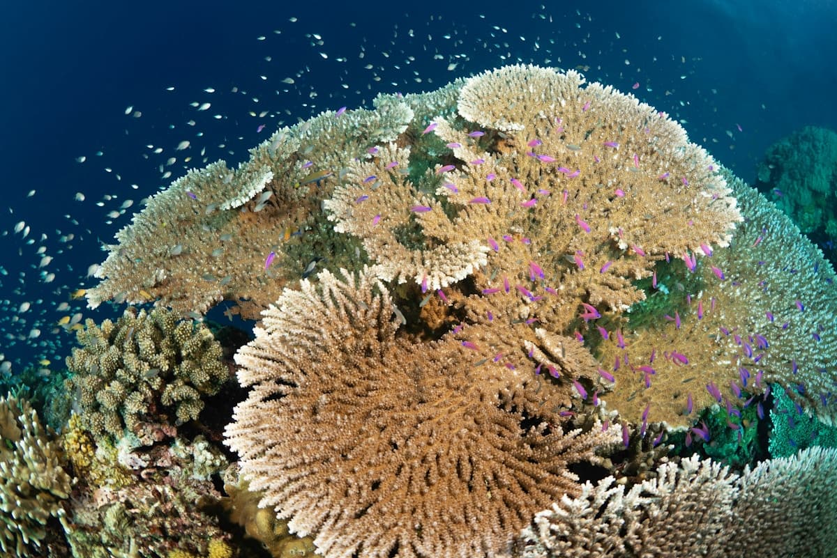 Underground Pollution Is Threatening the Philippines’ Corals