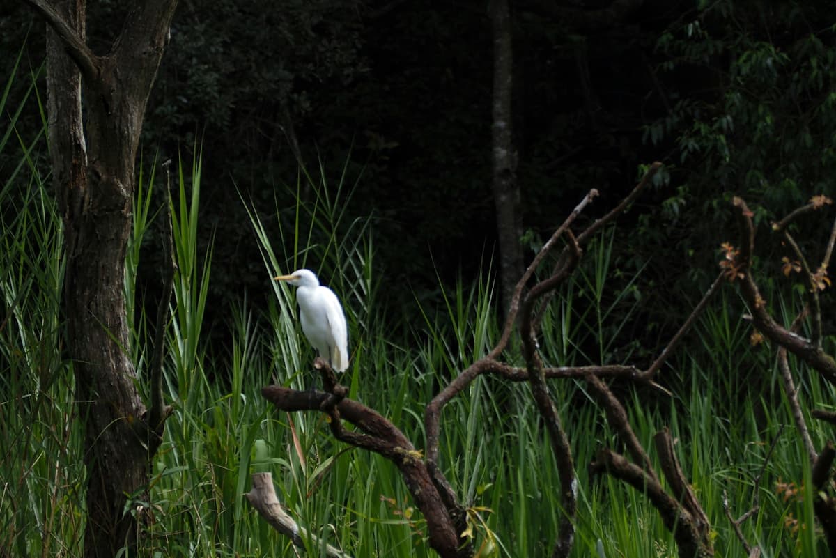 China’s Bird Tourism Boom Sparks Calls for Regulation