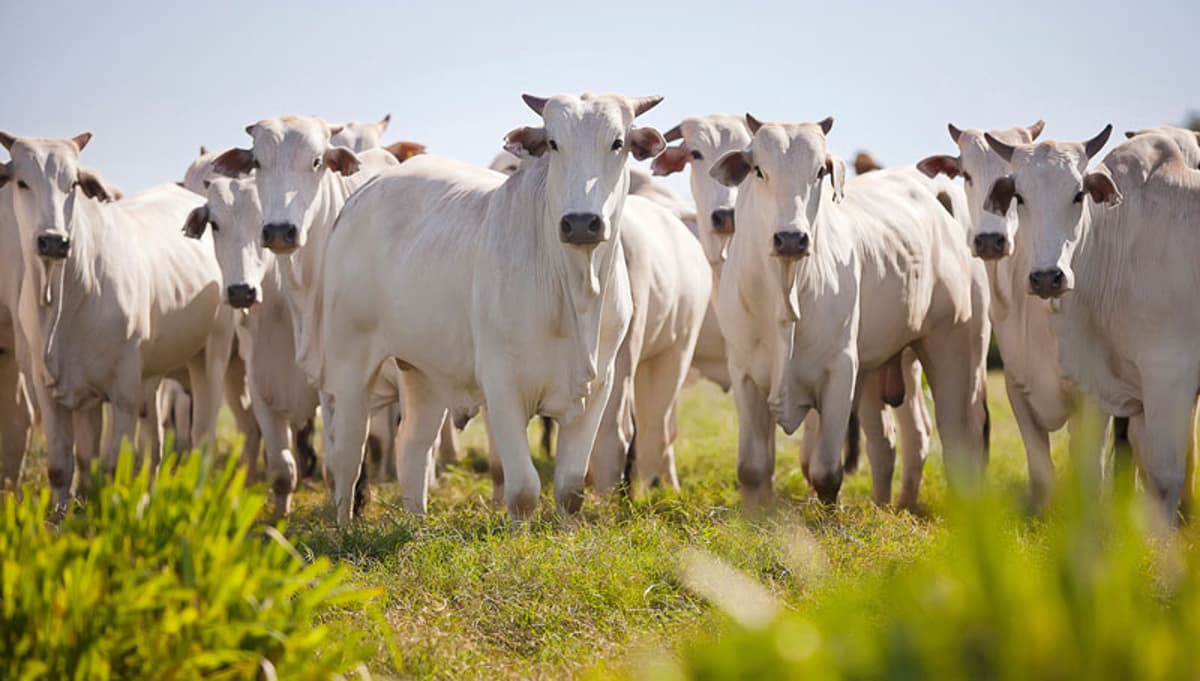 Report: With EUDR Delayed, Beef Imports From Brazil’s Amazon Climb Higher