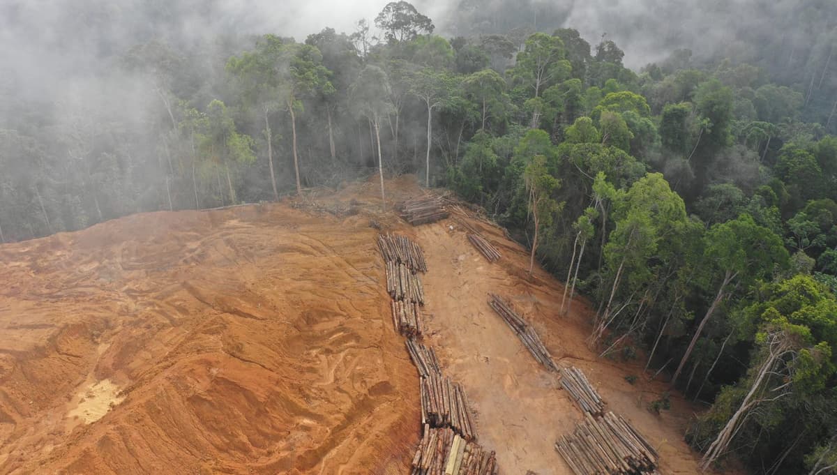 Report: With EUDR Looming, One in Three Businesses Still Lack Deforestation Commitments