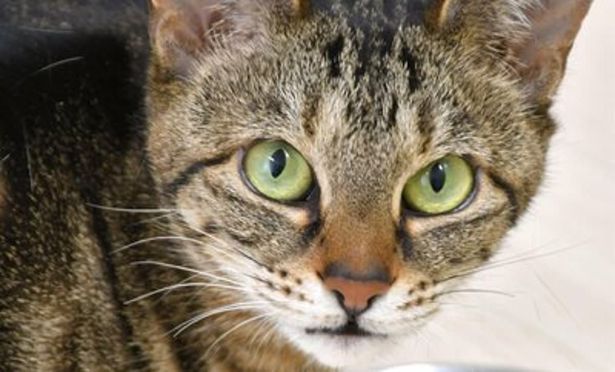 Cat Feeding Habits Shaped by Smell: Japan Univ. Study