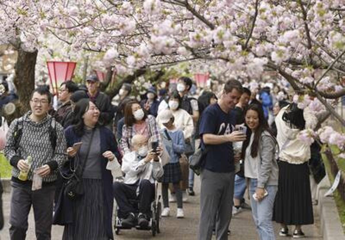 Cherry Blossom Viewing Starts at Japan Mint in Osaka