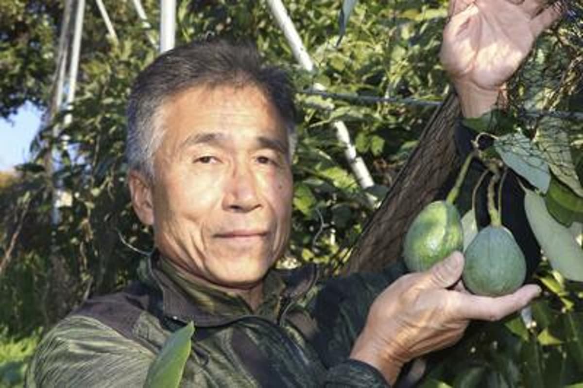 Avocado Farming Rises as Citrus-Making Japan City Eyes Global Warming