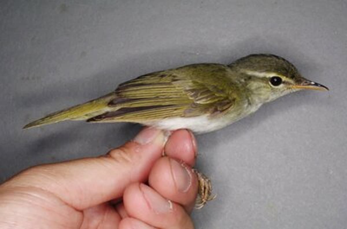 Japan Gets 1st New Bird Species in 45 Years After Taxonomic Split