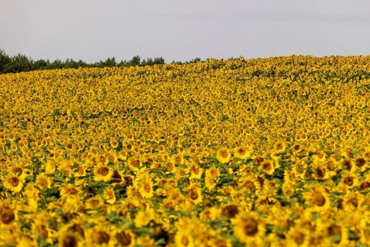 High-Yield Prospects: May 13 Edition