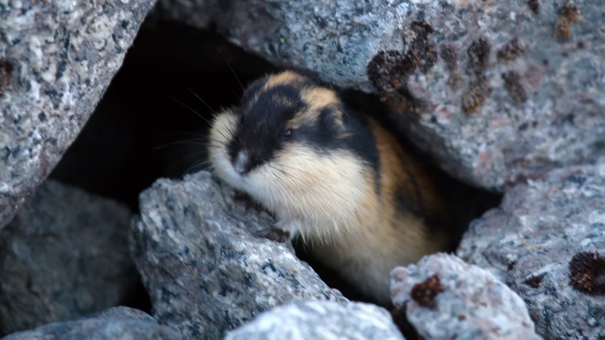 Indian APT 'Sloppy Lemming' Targets Defense, Critical Infrastructure