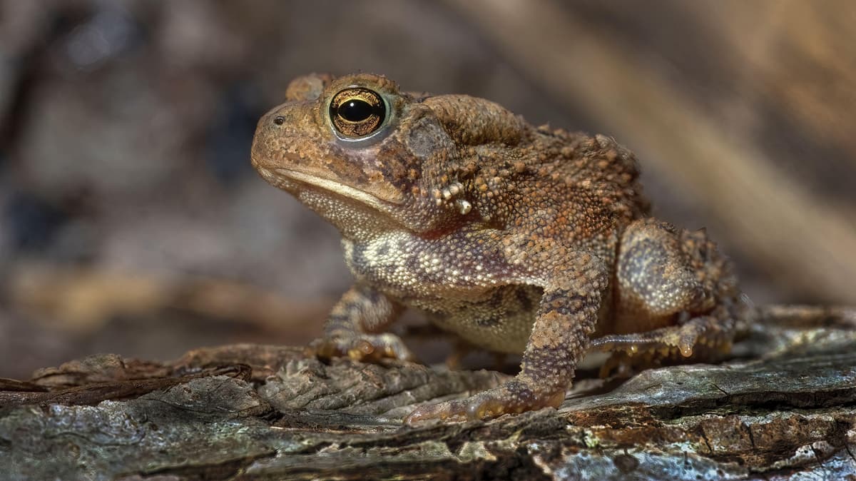 Why 'Call This Number' TOAD Emails Beat Gateways