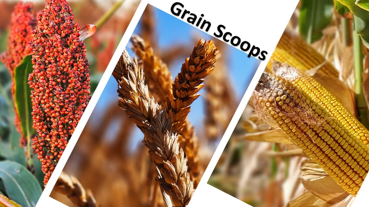 Spring Volatility Expected in Winter Wheat Prices