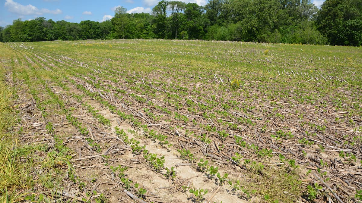 Why Land Prices Hold Steady Despite Low Crop Prices