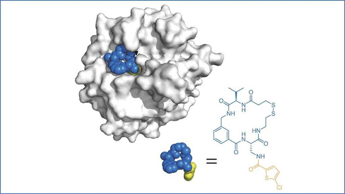 Macrocycles: Big Is the New Beautiful