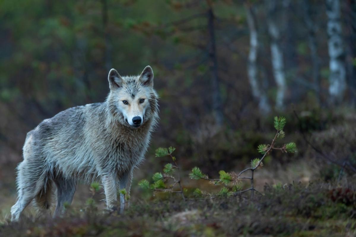 Greywolf Reports Early Responses with Oral ERAP1 Inhibitor in Solid Tumours
