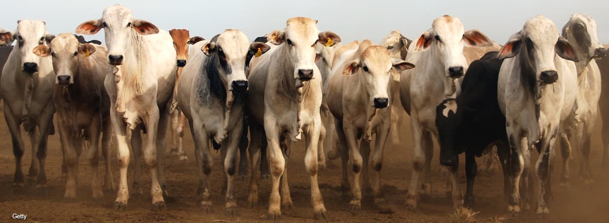 US Imports of Brazilian Beef Surged in First Quarter