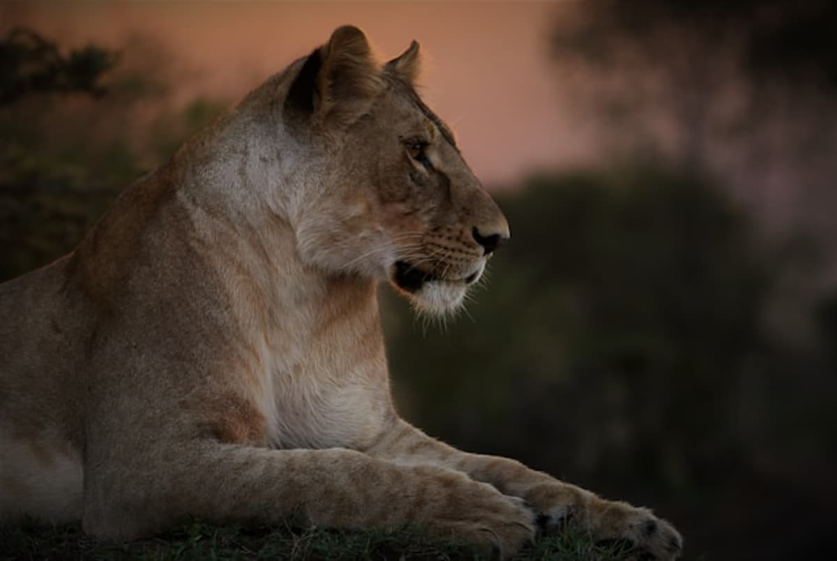 NALA Secures up to $50M Credit Facility From Liquidity via Mars Growth Capital