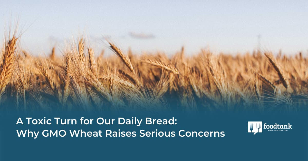 Op-Ed | A Toxic Turn for Our Daily Bread: Why GMO Wheat Raises Serious Concerns