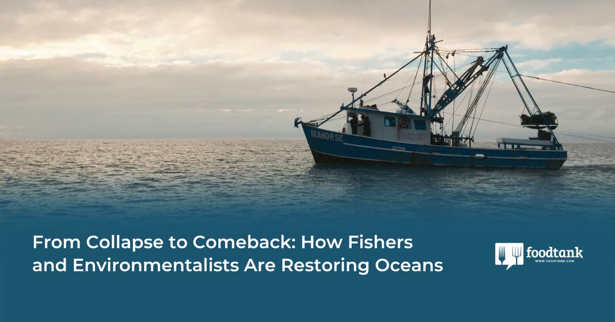 From Collapse to Comeback: How Fishers And Environmentalists Are Restoring Oceans