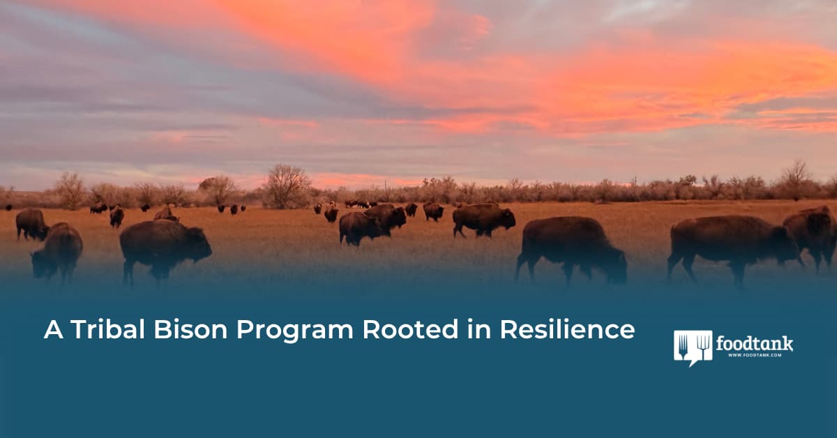 A Tribal Bison Program Rooted in Resilience
