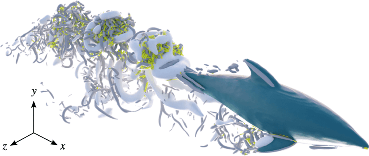 On Dolphin Turbulence